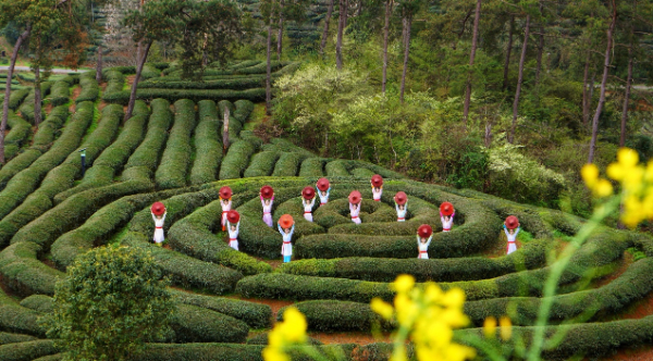 武夷山推出系列采茶制茶主题旅游产品 